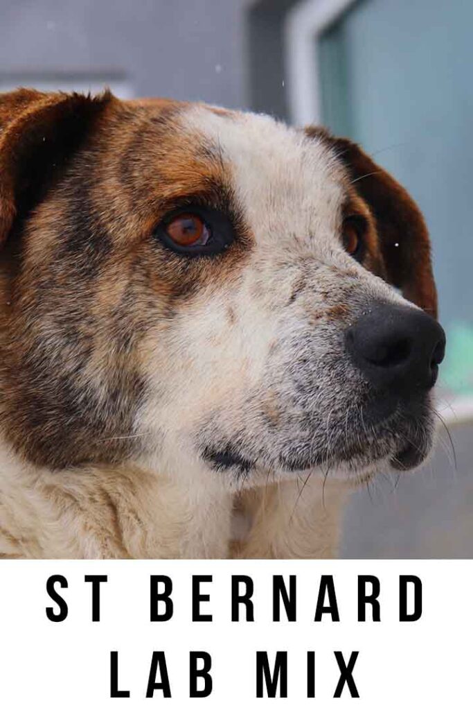 st bernard lab mix