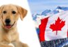 canadian labrador