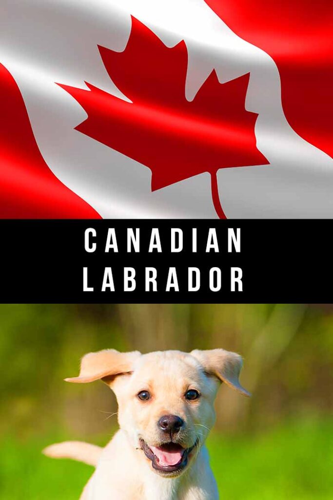 Canadian Labrador Does A Canadian Lab Exist?