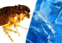 do fleas die in the winter