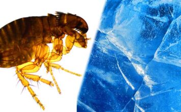 do fleas die in the winter