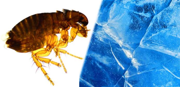 do fleas die in the winter