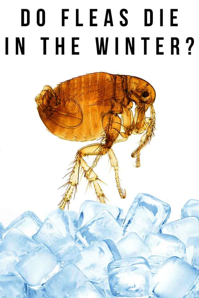 do fleas die in winter