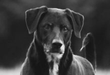 st johns water dog