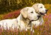 white english lab