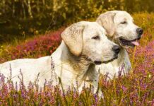 white english lab