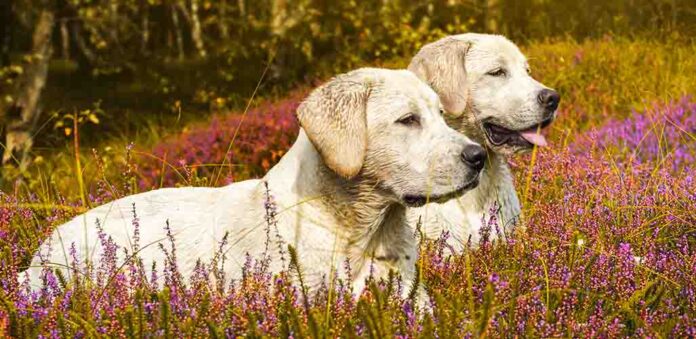 white english lab