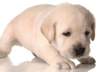 white lab puppy