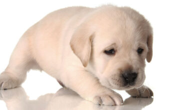 white lab puppy