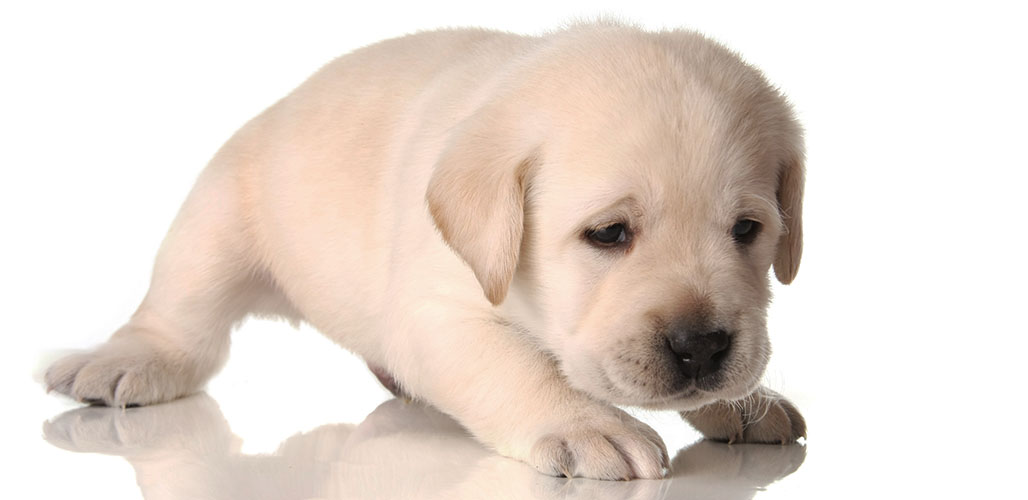 White Lab Puppy - Can Labradors Have No Color At All?