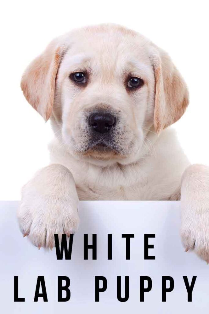 white lab puppy