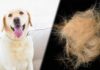 are labs hypoallergenic