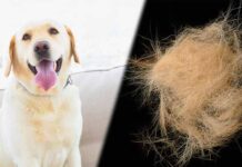 are labs hypoallergenic