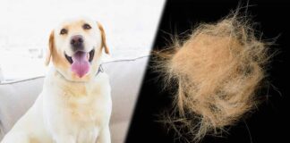 are labs hypoallergenic