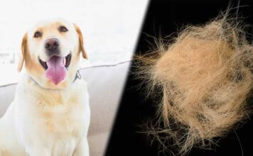 are labs hypoallergenic