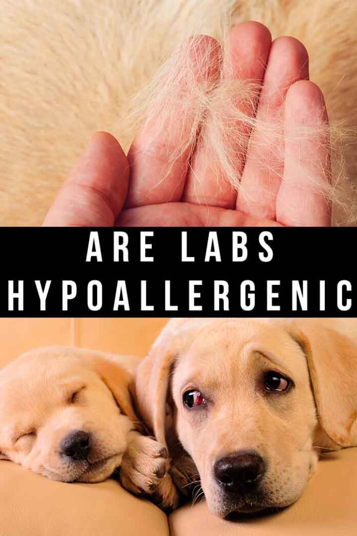 Are Labs Hypoallergenic? How To Manage Labrador Shedding