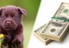 how much does a labrador cost