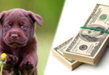 how much does a labrador cost