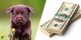 how much does a labrador cost