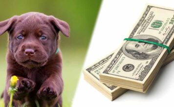 how much does a labrador cost