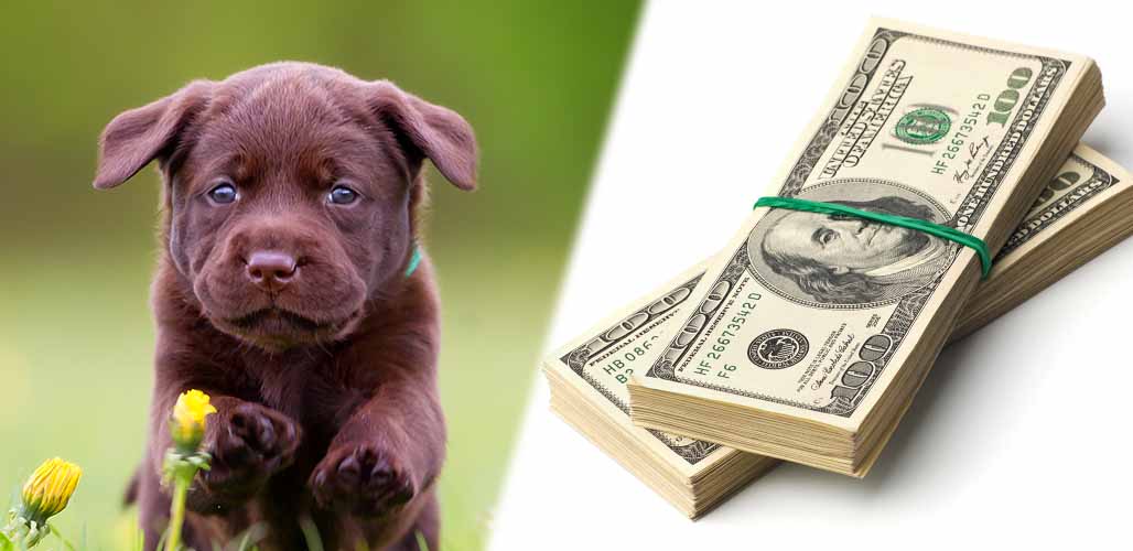 how much does a puppy usually cost