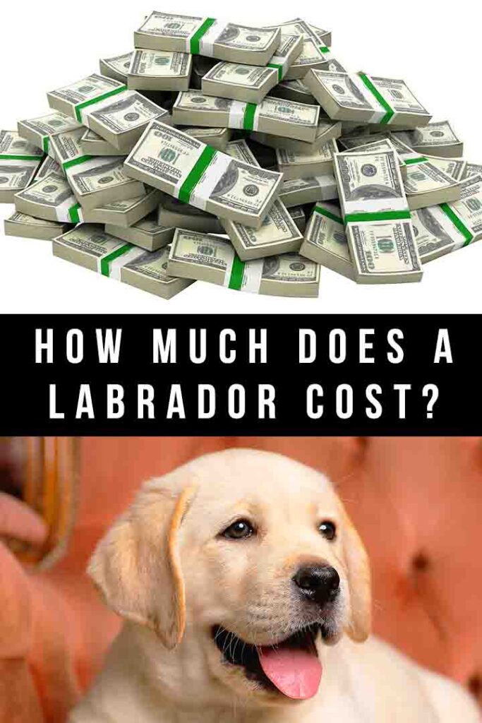 how much does a labrador cost