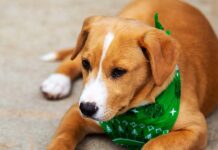 jack russell lab mix puppy