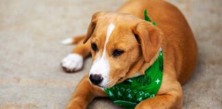 jack russell lab mix puppy