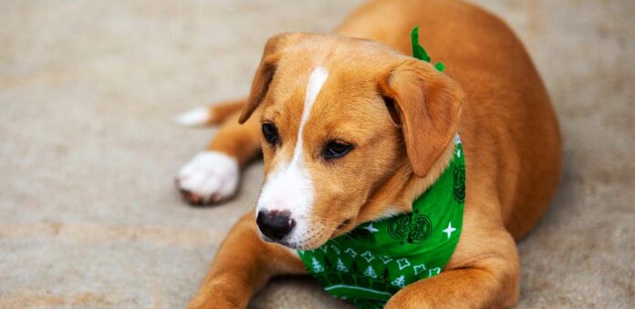 jack russell lab mix puppy