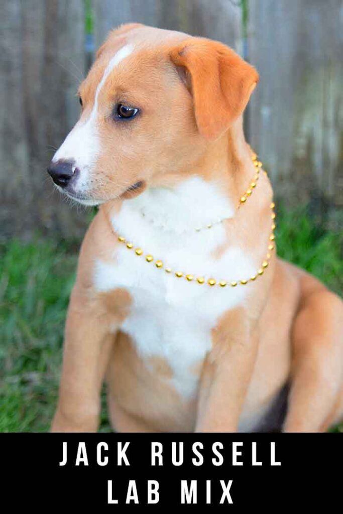 jack russell lab mix sitting up