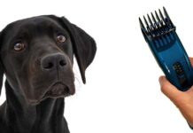 shaved labrador