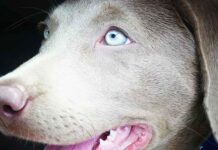 silver lab blue eyes