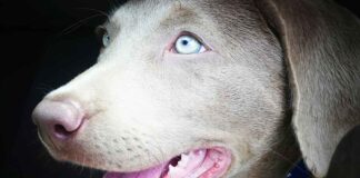 silver lab blue eyes