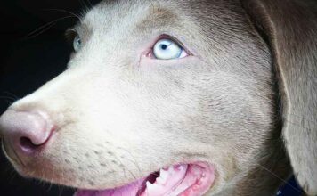 silver lab blue eyes