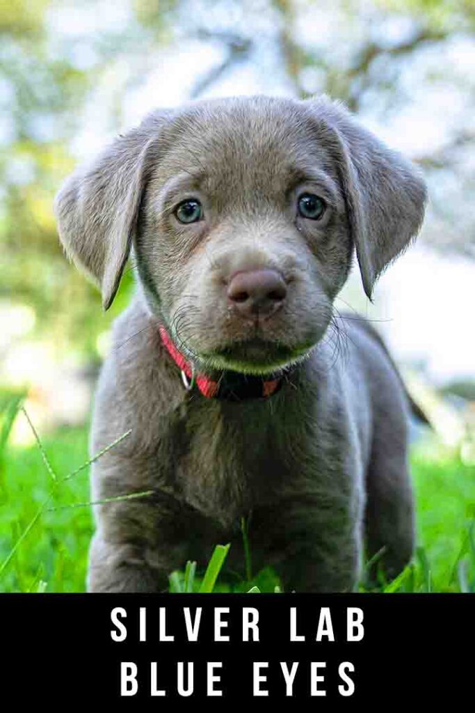 silver lab blue eyes