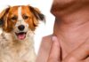 do dogs have adams apples