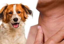 do dogs have adams apples
