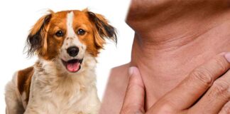 do dogs have adams apples
