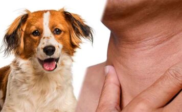 do dogs have adams apples