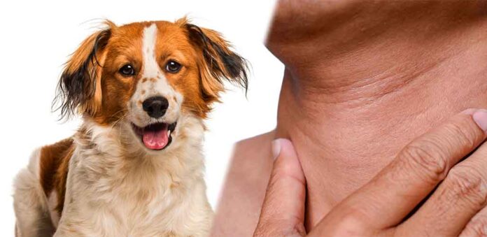 do dogs have adams apples