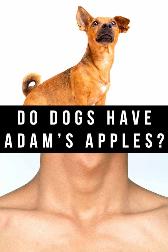 do dogs have adam's apples
