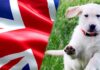 english cream labrador