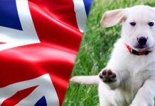 english cream labrador