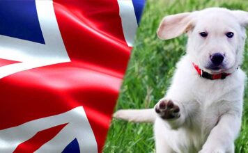 english cream labrador