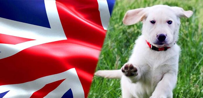 english cream labrador