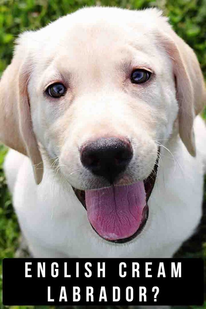 english cream lab