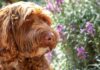 f2b labradoodle dog