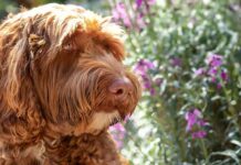 f2b labradoodle dog
