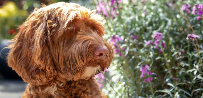 f2b labradoodle dog