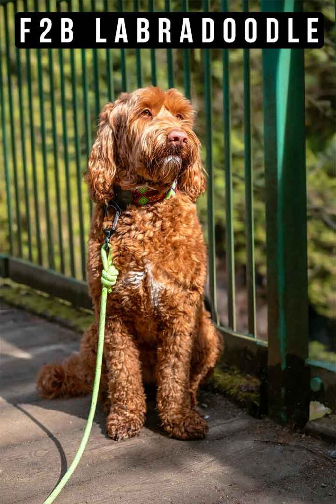 f2b labradoodle